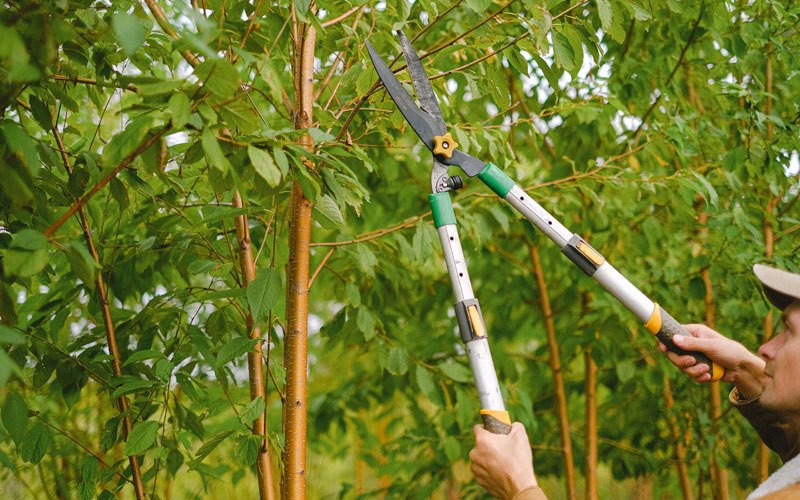 Tree trimming in Cleghorn, IA